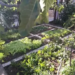Margareta