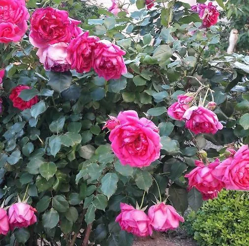 Margareta Apartament *